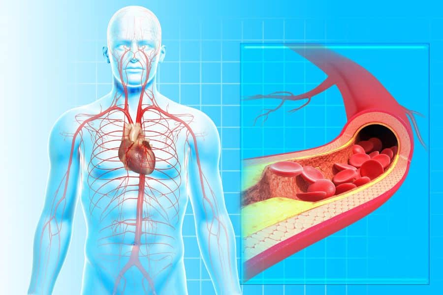 Ilustración circulación sanguínea en el cuerpo humano con imagen en detalle del interior de una vena.